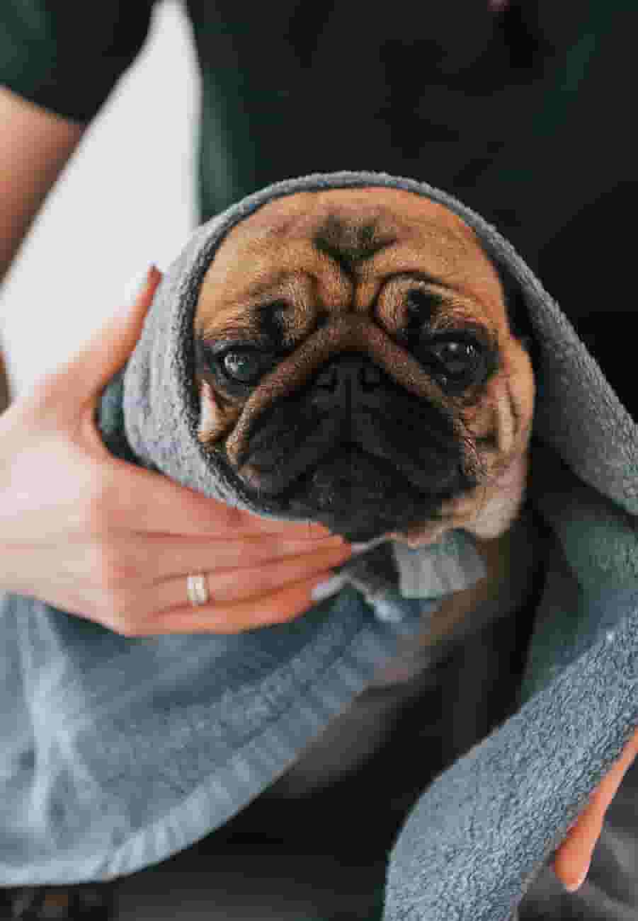 Puppy Wrapped in Towel at UNCOMMON Dinkytown